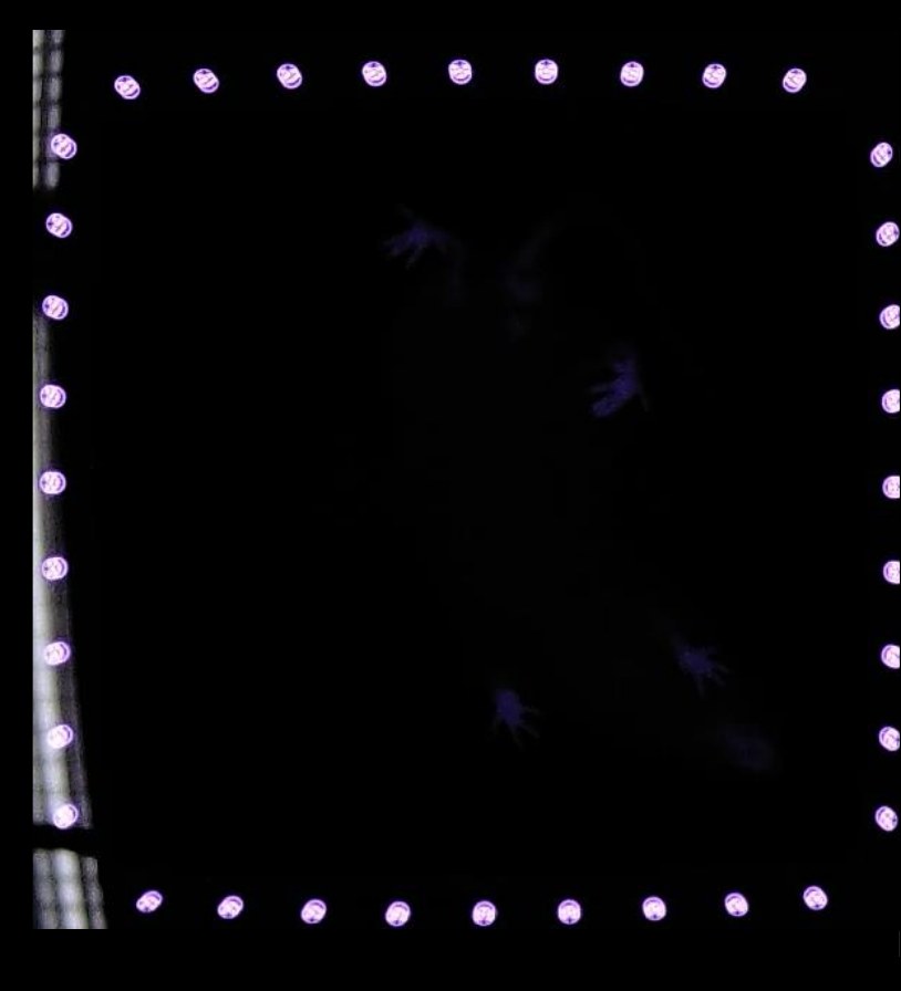 Frame from a below-view behavioral recording of a mouse in an illuminated arena