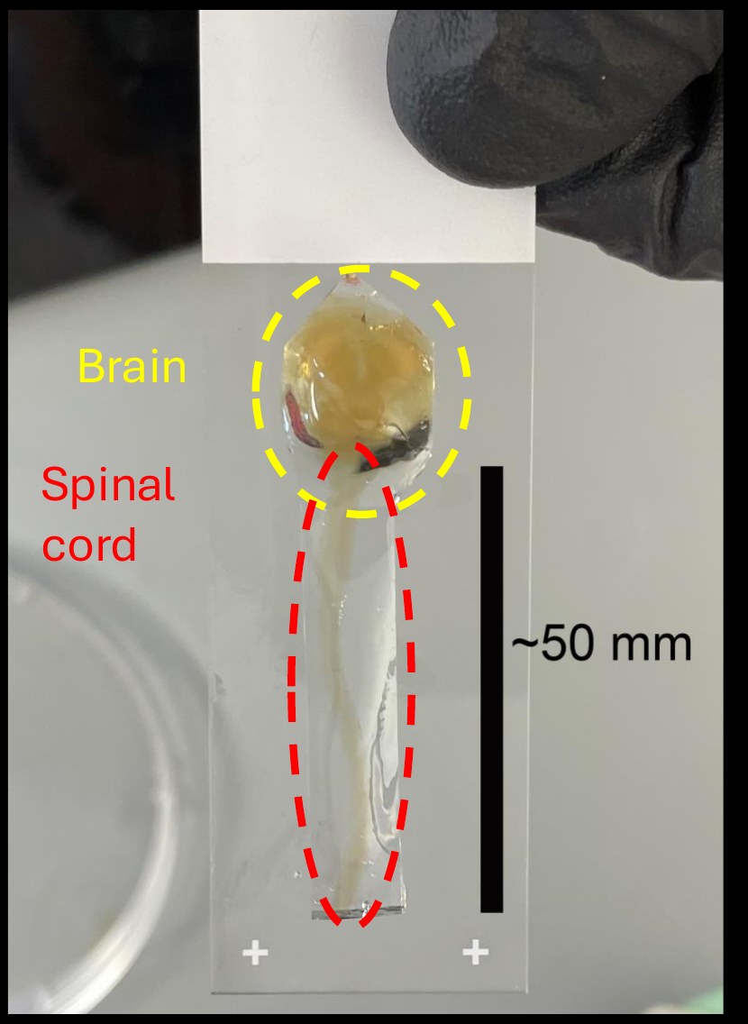 A cleared mouse brain and spinal cord, roughly 50 mm long, held on a glass slide