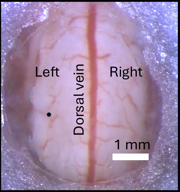 Surgical view of the exposed mouse spinal cord showing the dorsal vein running between left and right sides