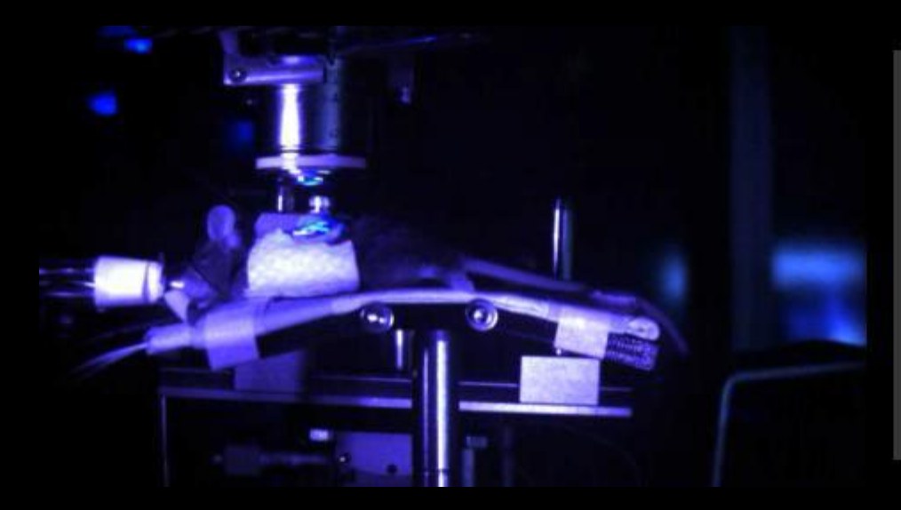 The in vivo imaging rig illuminated in blue during a recording session