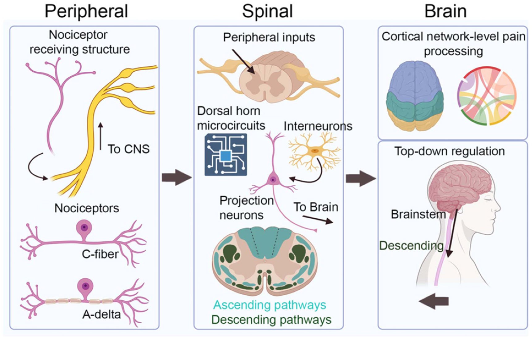 Three-panel diagram of the pain pathway: peripheral nociceptors and C- and A-delta fibers, spinal dorsal horn microcircuits and projection neurons with ascending and descending pathways, and cortical network-level processing with top-down regulation from the brainstem